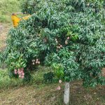 WhatsApp Image 2025-11-27 at 13.05.53